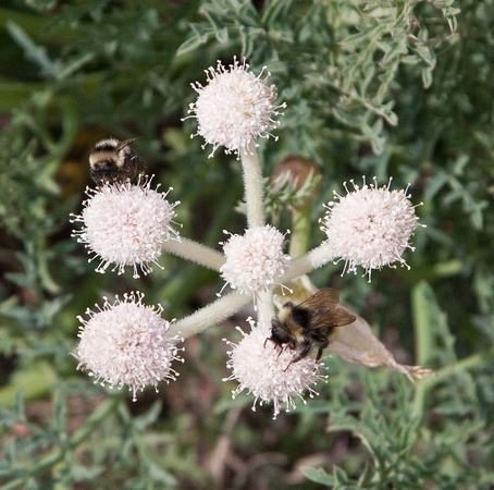 Bumblebees on Flowers at 11000' Elevation -Wow!