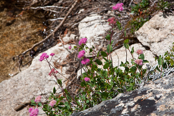Wildflowers Growing Out of the Granite