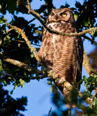 Mama Great Horned Owl
