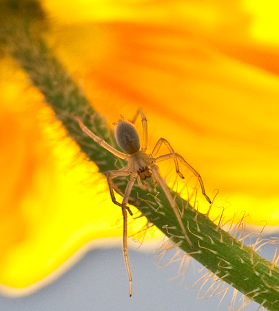 Translucent Spider on Poppy Stem