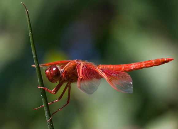Red Dragon Fly with Tattered Wing