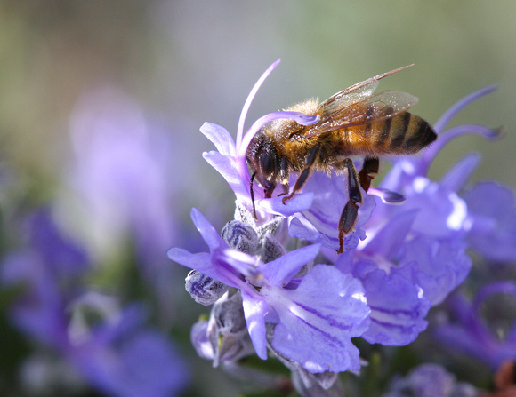 Honey Bee On Rosemary Flower