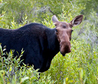 Grand Teton National Park
