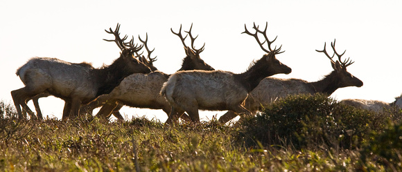 Point Reyes - Running Herd of Tule Elk