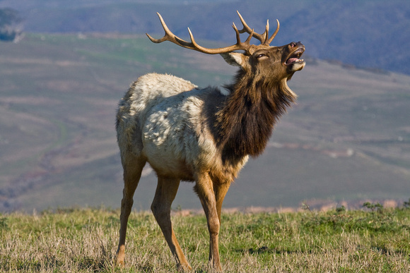 Point Reyes - Tule Elk - King of the Mountain