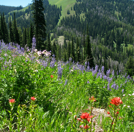 Wyoming Wildflowers