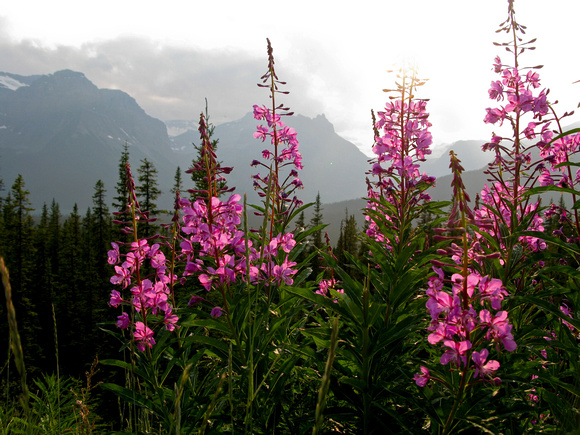 Banff Wildflowers