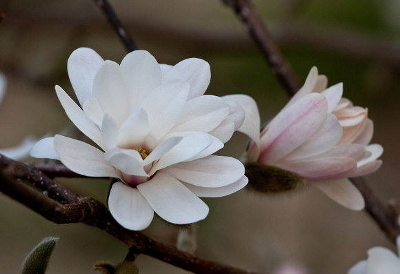 Magnolia Bloom in prime