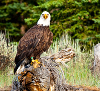 Grand Teton National Park