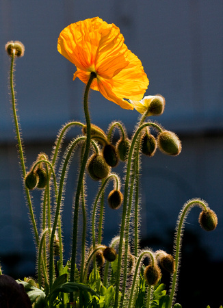 Backlit Poppies