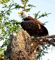 Grand Teton National Park