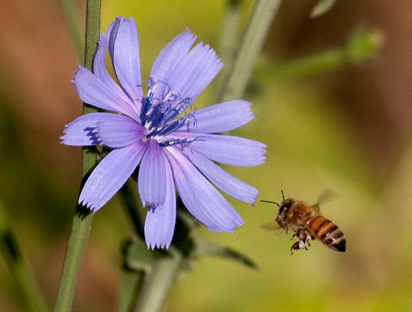 Bee and Chicory Flower