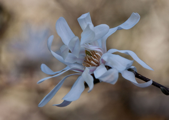 Magnolia Old Bloom